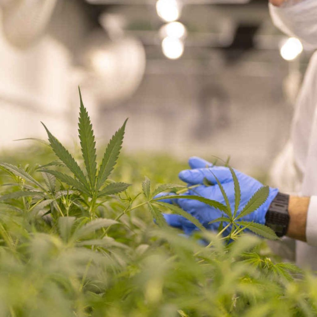 Cannabis Legalization and Its Impact on Public Health: A Path to Safer, Regulated&nbsp;Consumption